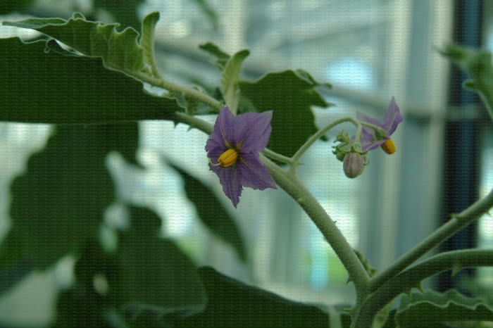Solanum incanum inflorescence